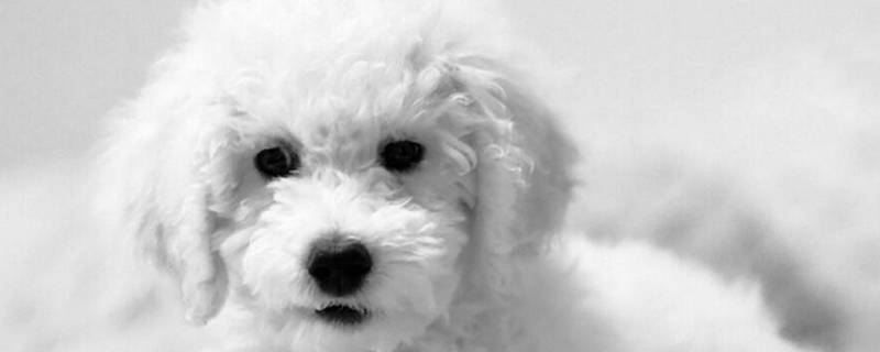 泰迪生产后多久能洗澡