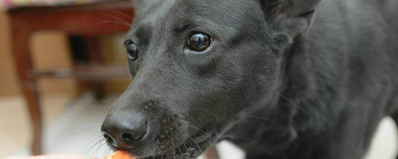 母狗产后吃什么