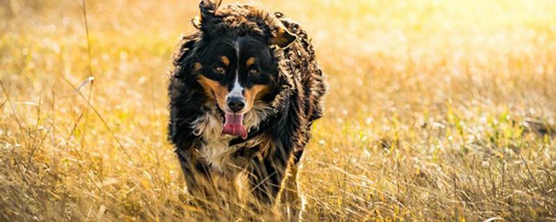 边牧训练视频教程视频