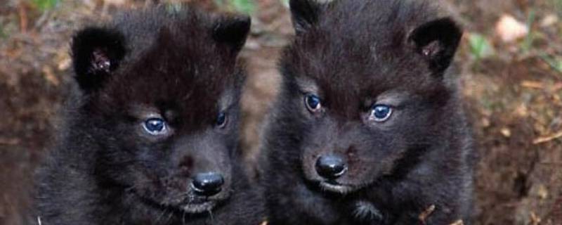 黑狼幼犬怎么看纯不纯