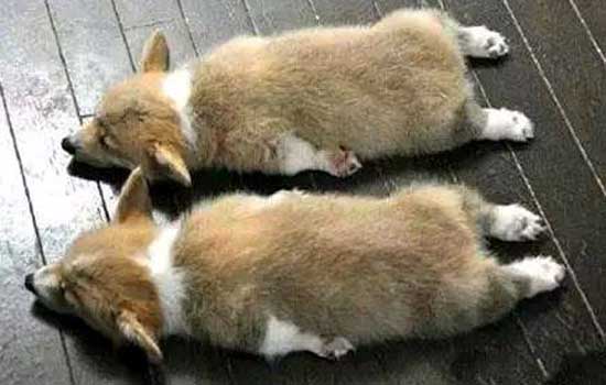 过量的驱虫药会导致腹泻